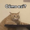 ✨Gatitos con frases😺✨6 7