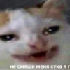 не смеши меня сука я г