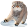 Winter Manul 14