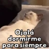 ✨Gatitos con frases😺✨6 9