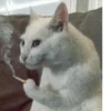 Котейки 8