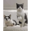 Gatitos tiernos😍 6