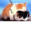 kitten 11