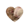 💗kitties love 💗 @iamideas @iamstockroom 15