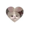 💗kitties love 💗 @iamideas @iamstockroom 16
