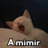 ✨Gatitos con frases😺✨6 10