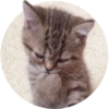 Kittens 12