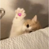 Memes de michis 😻😺💘 7