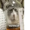наливай