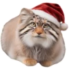 Winter Manul 17