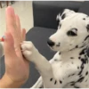 Perritos para reaccionar 🐶🥰💞 6