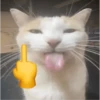 Memes de michis 😻😺💘 8