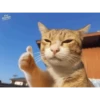 Gatitos tiernos😍 9