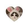 💗kitties love 💗 @iamideas @iamstockroom 17