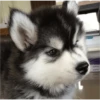 Perritos para reaccionar 🐶🥰💞 7