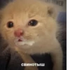 kitten 12