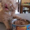SOPURINA Friskies