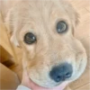 Perritos para reaccionar 🐶🥰💞 8