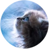 Kittens 13