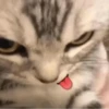 kitten 13