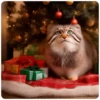 Winter Manul 19