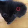 kitten 14