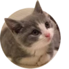 Kittens 14