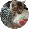 Kittens 15