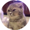 Kittens 16