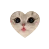 💗kitties love 💗 @iamideas @iamstockroom 22