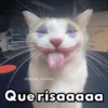 ✨Gatitos con frases😺✨6 12
