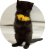 Kittens 17