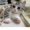 Котейки 11