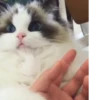 Котейки 13