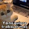 ✨Gatitos con frases😺✨6 14