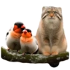 Winter Manul 21