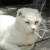 Котейки 15