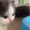 kit.lee 8