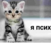 kitten 15