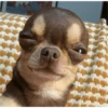Perritos para reaccionar 🐶🥰💞 9