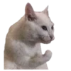 Котейки 16