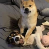 Perritos para reaccionar 🐶🥰💞 10