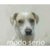 modo serio
