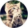 Kittens 18
