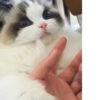 Котейки 17