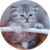 Kittens 19