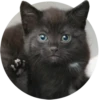Kittens 20