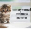 kitten 16