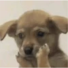 Perritos para reaccionar 🐶🥰💞 12
