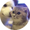 Kittens 21